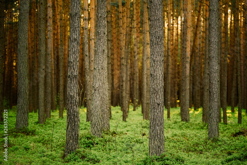 Pine trunks is pine forest with bilberry sheathing. Golden hour forest.