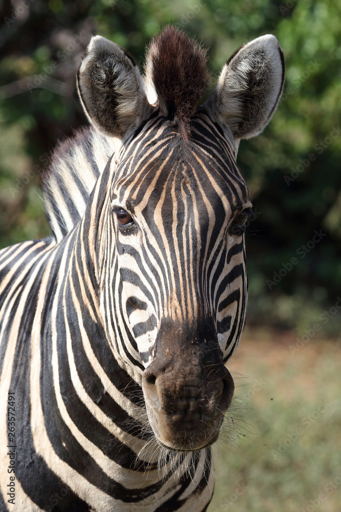 Naklejka premium Steppenzebra / Burchell's zebra / Equus burchellii