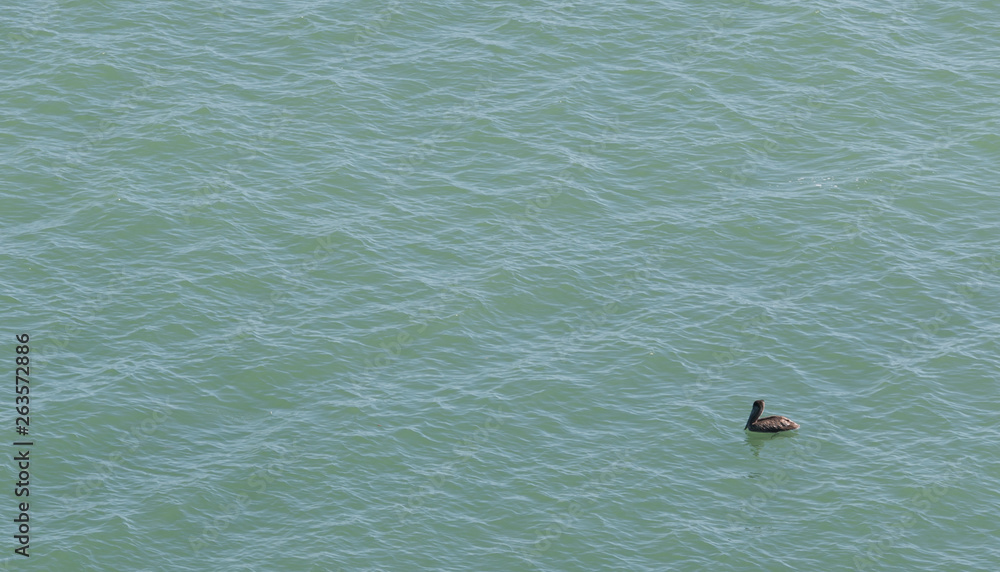 pelican sea