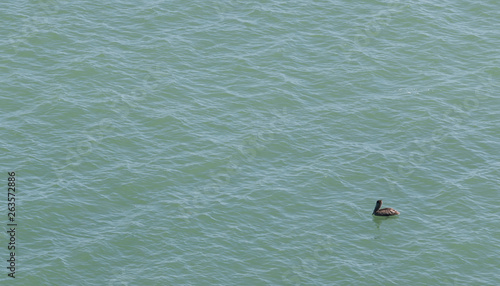 Obraz na płótnie pelican sea w salonie