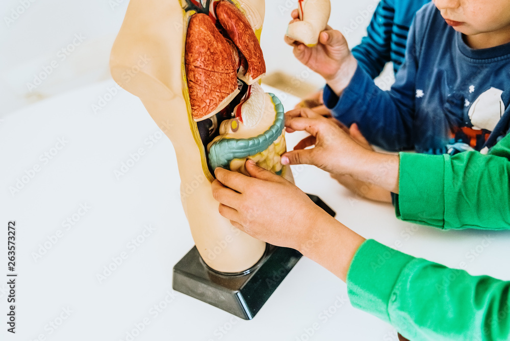 Children in a classroom using an anatomical model of the human body ...
