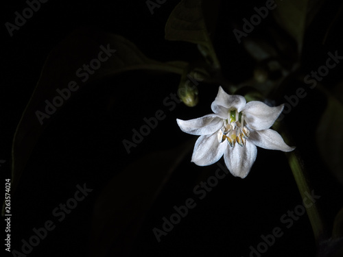 Flor de planta de pimiento en la noche.