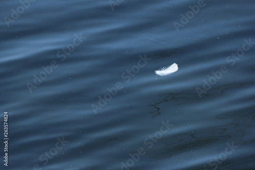 White Feather in Blue Pond