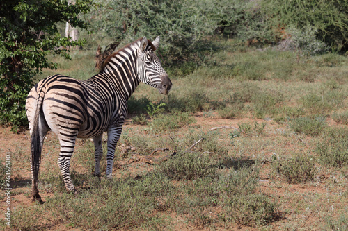 Steppenzebra   Burchell s zebra   Equus burchellii