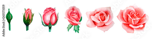 watercolor illustration set of pink rose blooming from bud to open flower, hand-drawn, isolated on white background