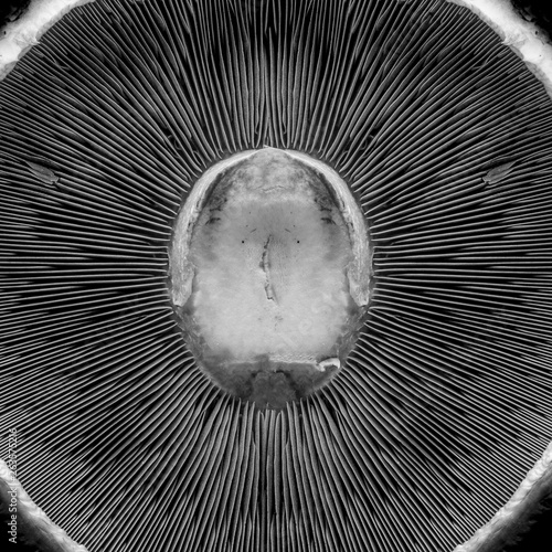 Photography The underside of a Portobello mushroom from close