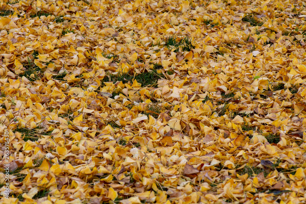 Carpet of Ginkgo leaves on the ground in the fall, background copy space seasonal Carpet of Ginkgo leaves on the ground in the fall, background copy space seasonal