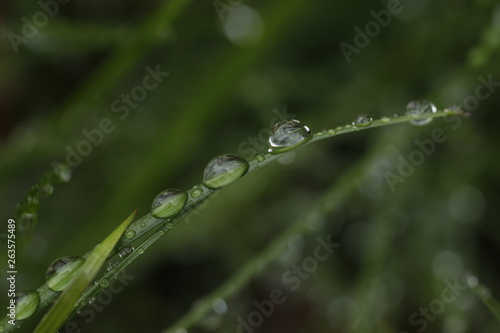 Rain drops on grass