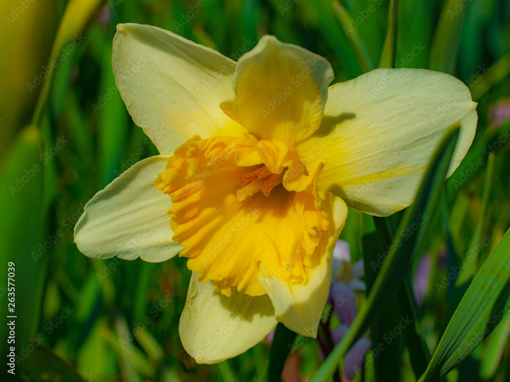 Fototapeta premium yellow spring daffodils close up on a sunny day
