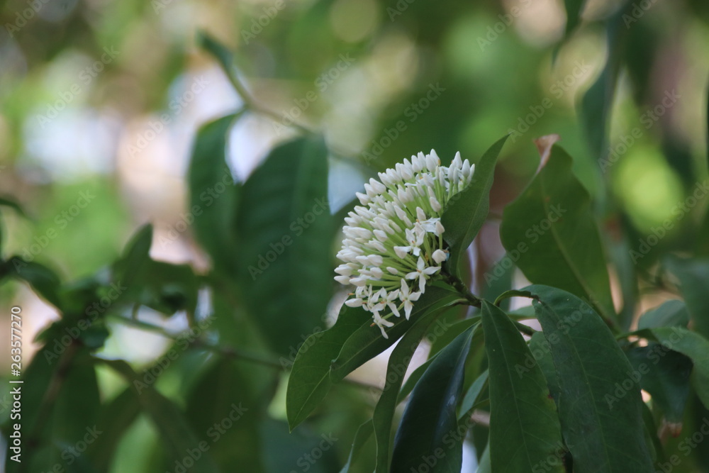 close up white Ixora flower in the garden close up white Ixora flower in the garden