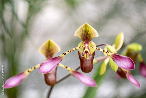 Close up of a yellow and pink orchid flower (Papiopedilum Iowii).