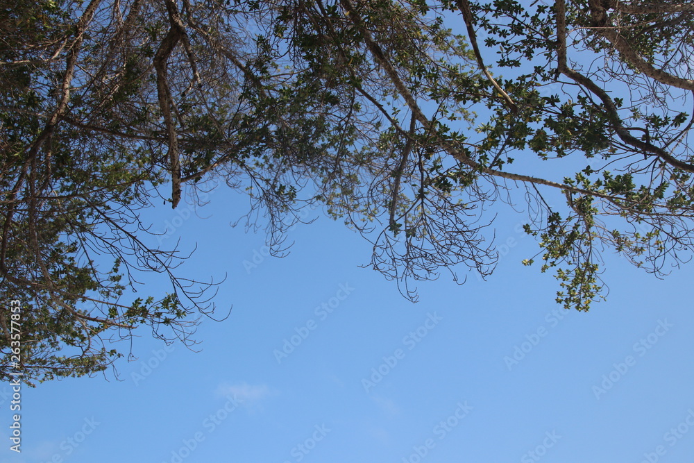 Relaxing under the shade of Green Tree in a Sunny Blue Sky, Summer Holidays Relaxing under the shade of Green Tree in a Sunny Blue Sky, Summer Holidays