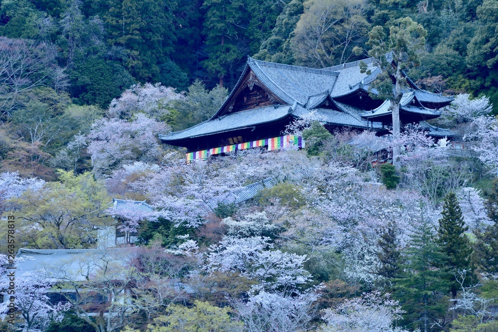 満開の桜と寺，長谷寺