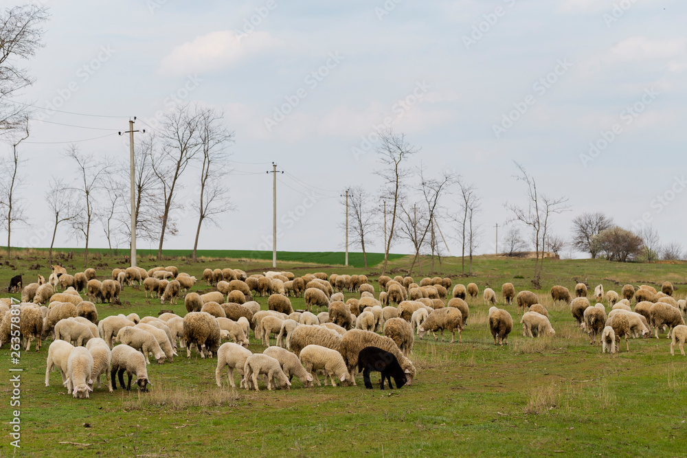 Fototapeta premium A herd of goats and sheep. Animals graze in the meadow. Mountain pastures of Europe.