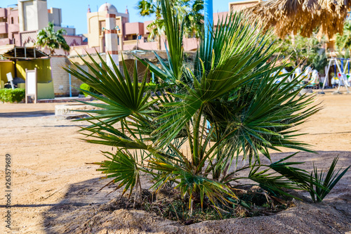 Green palm trees on beach of the Red sea