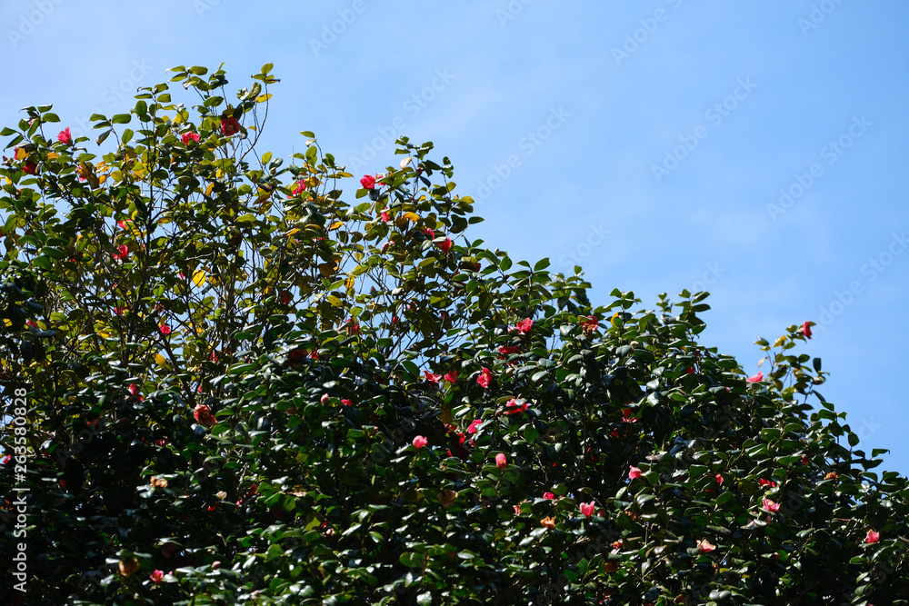 camellia camellia