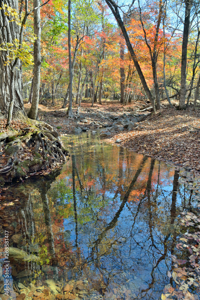 Fototapeta premium Autumn woodsy river 6