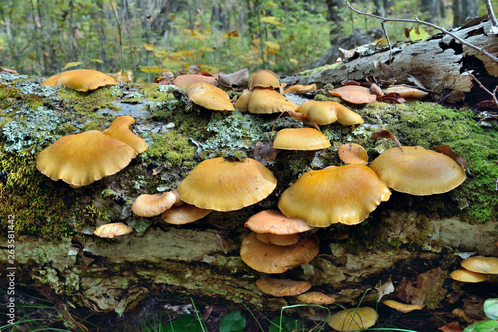 Edible mushrooms on tree 36 Edible mushrooms on tree 36