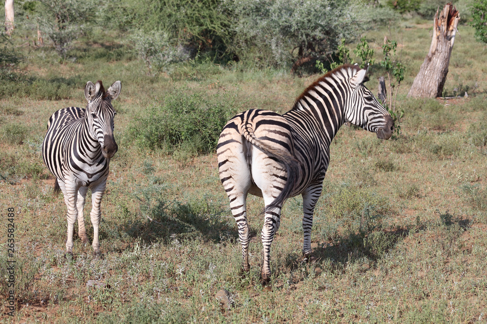 Obraz premium Steppenzebra / Burchell's zebra / Equus burchellii