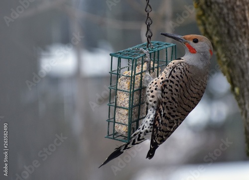 Fotografija Brown Northern Flicker perched on a suet feeder, in British Columbia, Canada in the wintertime, profile view, grey tree trunk on side of picture