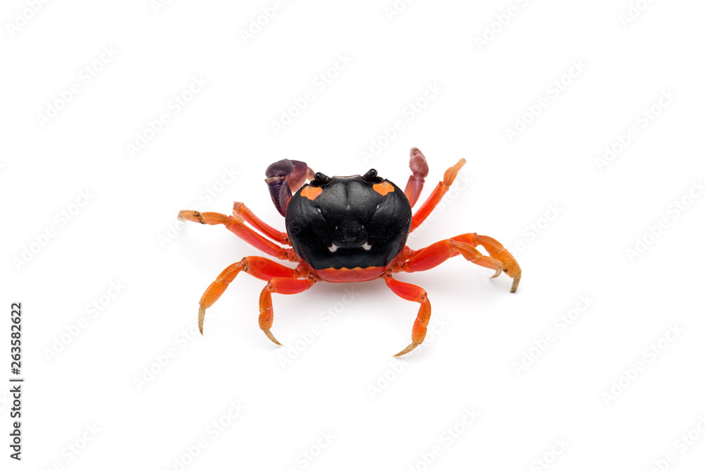 Halloween Moon Crab isolated on white background