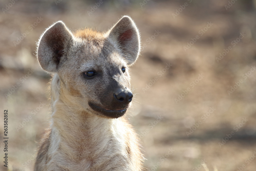 Obraz premium Tüpfelhyäne / Spotted Hyaena / Crocuta crocuta.