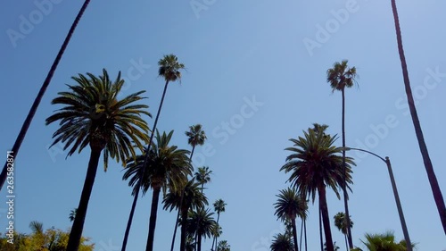 The Palm trees of Beverly Hills