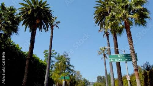 The Palm trees of Beverly Hills