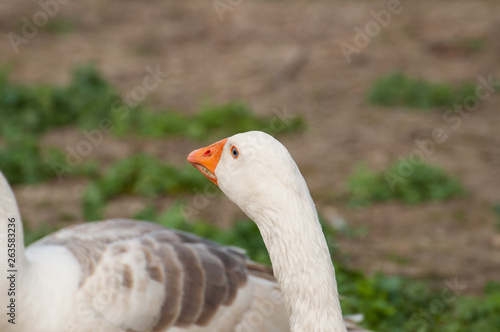 Adult white goose in the yard.Domestic animal