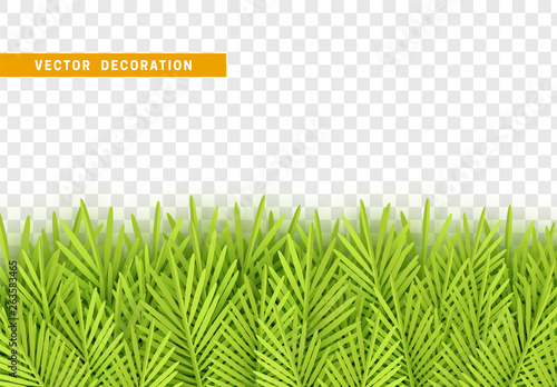 Grass, shape plant leaves border isolated with transparent background.