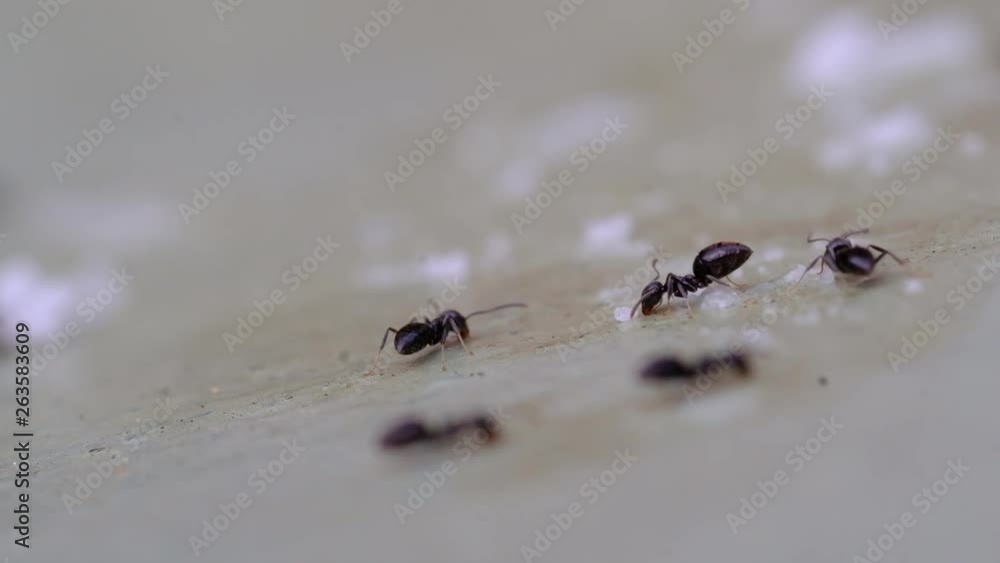 A close up macro shot that depicts a small group of black ants feeding on a mound of very slowly dissolving granules of white sugar. A close up macro shot that depicts a small group of black ants feeding on a mound of very slowly dissolving granules of white sugar.
