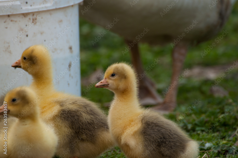 Yellow goose cubs drink water in the yard.Little domestic animal