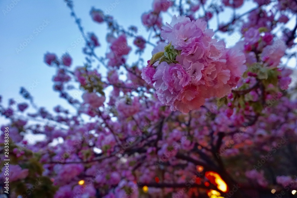 Obraz premium 大阪の造幣局の夜の桜,通り抜け
