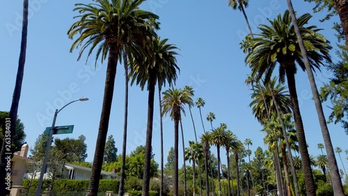 The Palm trees of Beverly Hills