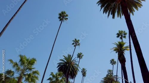The Palm trees of Beverly Hills