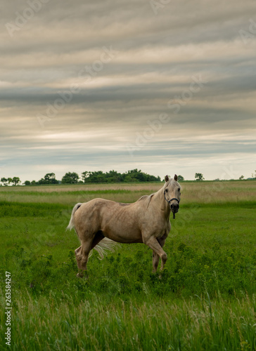 Fototapeta Naklejka Na Ścianę i Meble -  White Horse Poses in Country Field