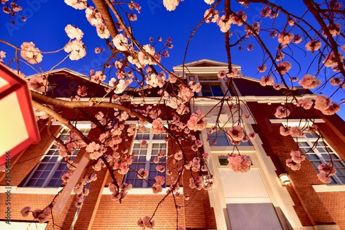 大阪の造幣局の夜の桜，通り抜け