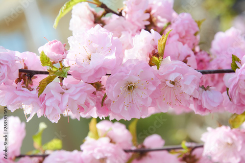 Delicate pink flowers of blossoming Japanese cherry in the spring garden. Blossoming sakura tree.