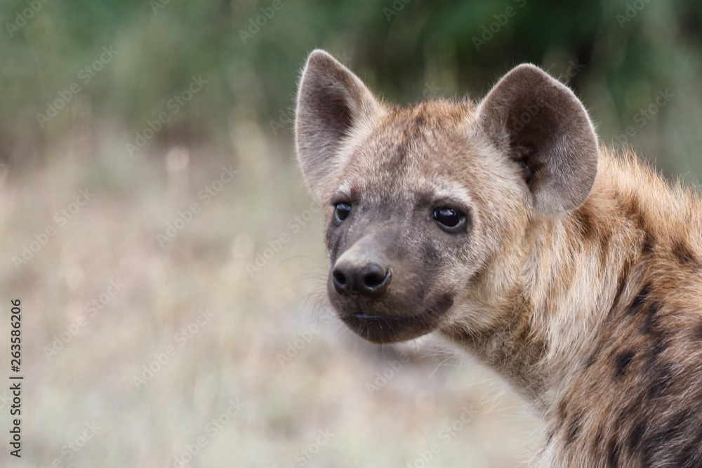 Tüpfelhyäne / Spotted Hyaena / Crocuta crocuta. Tüpfelhyäne / Spotted Hyaena / Crocuta crocuta.