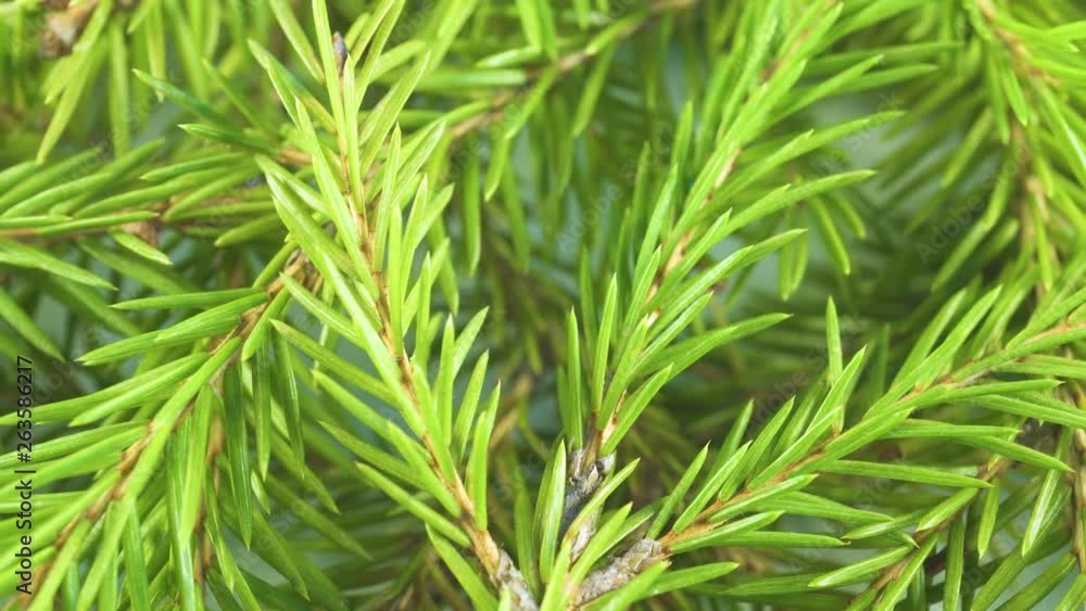 Many prickly branches of coniferous trees, shooting from macro to close-up Many prickly branches of coniferous trees, shooting from macro to close-up