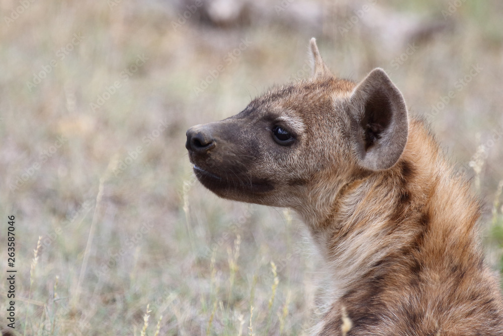 Tüpfelhyäne / Spotted Hyaena / Crocuta crocuta. Tüpfelhyäne / Spotted Hyaena / Crocuta crocuta.