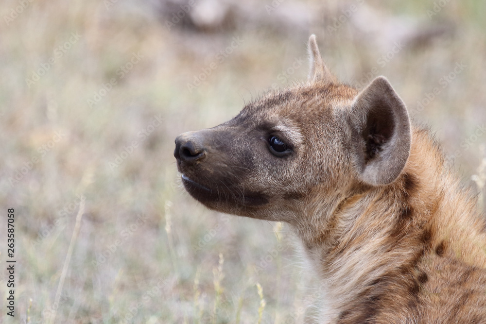 Tüpfelhyäne / Spotted Hyaena / Crocuta crocuta. Tüpfelhyäne / Spotted Hyaena / Crocuta crocuta.