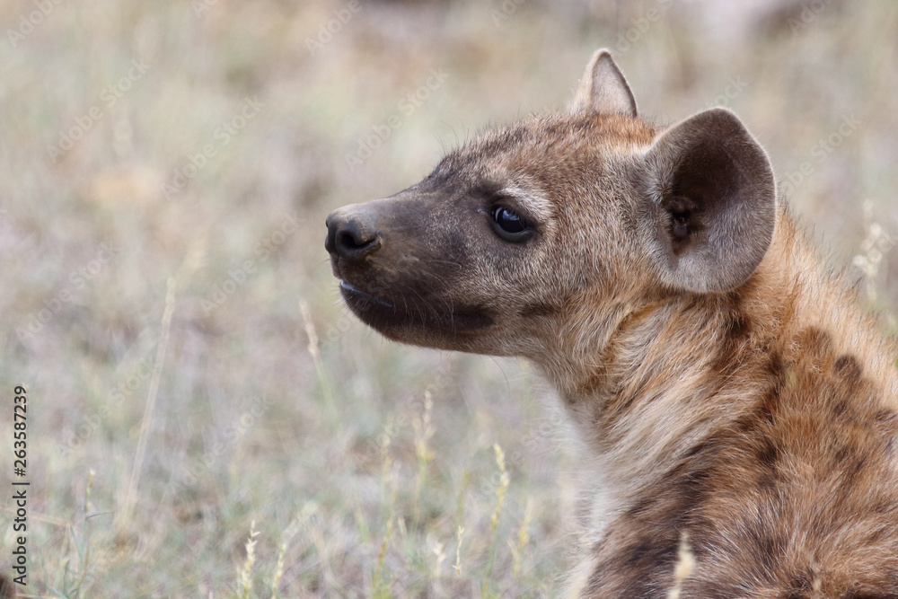 Tüpfelhyäne / Spotted Hyaena / Crocuta crocuta. Tüpfelhyäne / Spotted Hyaena / Crocuta crocuta.