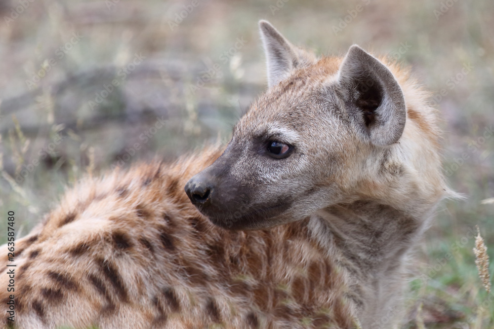 Obraz premium Tüpfelhyäne / Spotted Hyaena / Crocuta crocuta.