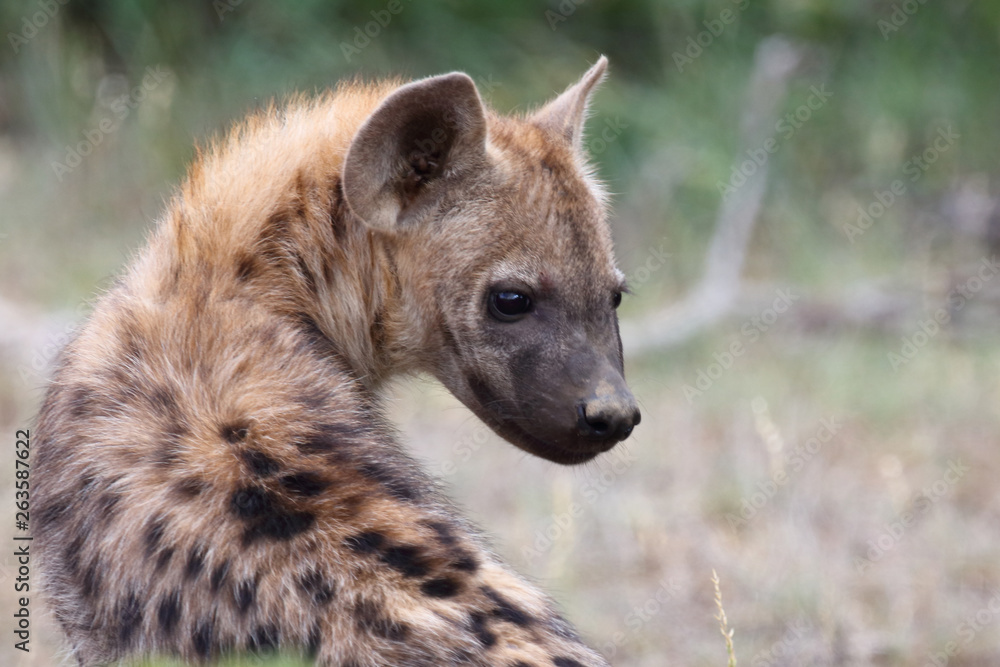 Tüpfelhyäne / Spotted Hyaena / Crocuta crocuta. Tüpfelhyäne / Spotted Hyaena / Crocuta crocuta.