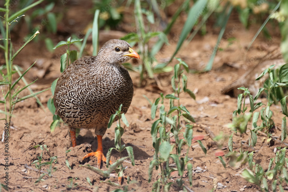 Natalfrankolin / Natal Francolin / Francolinus natalensis. Natalfrankolin / Natal Francolin / Francolinus natalensis.