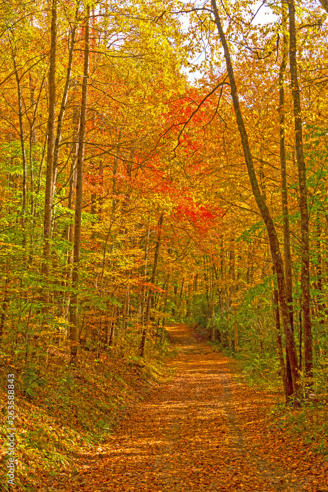 Fototapeta premium Secluded Forest Road in the Fall