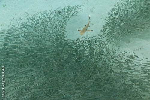 モルディブ 海抜ゼロの青の世界 サメと戯れる魚たち