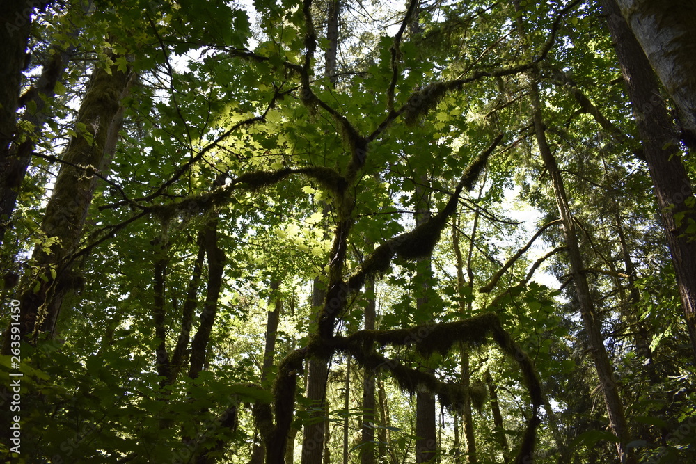 Obraz premium Fuzzy Moss Forest