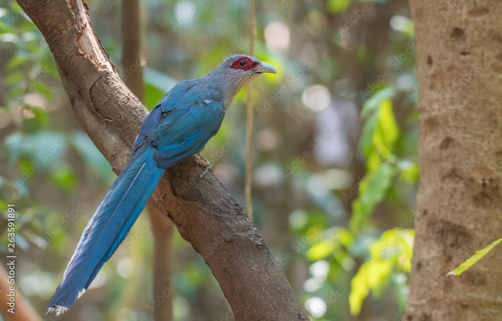 Obraz premium Green-billed Malkoha on branch in nature.
